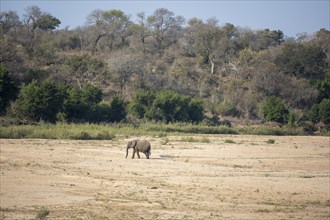 A lone elephant (Loxodonta africana) crosses the dry riverbed of the Sabie River surrounded by