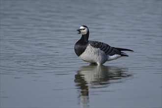 Barnacle goose (Branta leucopsis) adult bird calling whilst standing in a shallow lagoon, Suffolk,