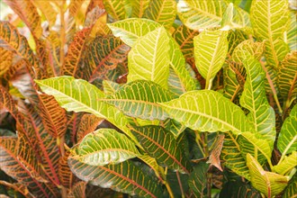 Colorful pink, green, yellow Croton leaves Background, sunny day at tropical park, selective focus,