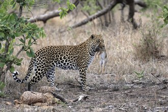 Leopard (Panthera pardus), adult, carrying prey, running, Sabi Sand Game Reserve, Kruger NP, Kruger