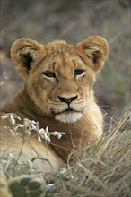 Lion (Panthera leo), young, portrait, Sabi Sand Game Reserve, Kruger National Park, Kruger National