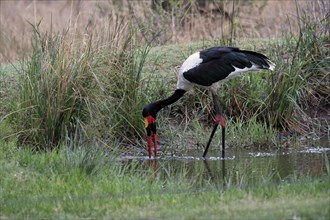 Saddle-billed stork (Ephippiorhynchus senegalensis), adult, foraging, in the water, Sabi Sand Game