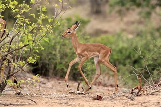 Black heeler antelope, (Aepyceros melampus), young animal, running, foraging, alert, Kruger