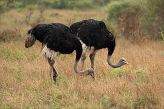 South african ostrich (Struthio camelus australis), adult, male, two males, foraging, feeding,