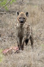 Spotted hyena (Crocuta crocuta), adult, with prey, Sabi Sand Game Reserve, Kruger National Park,