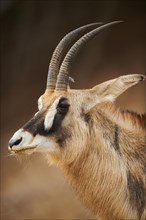 Roan Antelope (Hippotragus equinus) portrait, in the dessert, captive, distribution Africa