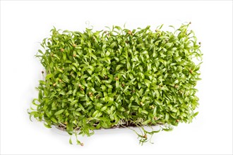 Plastic box with microgreen sprouts of cilantro isolated on white background. Top view, flat lay,