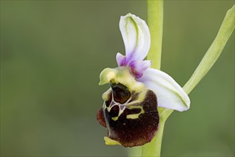 Bumblebee orchid