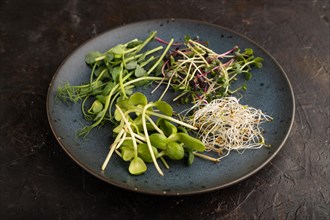 Blue ceramic plate with microgreen sprouts of green pea, sunflower, alfalfa, radish on black