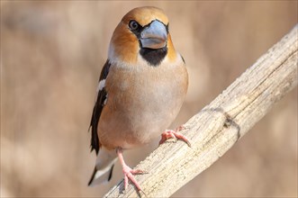 Hawfinch (Coccothraustes coccothraustes) sitting on a branch in the forest in winter. Bas-Rhin,