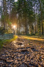 Morning sun reflected on a damp forest path with vivid colours, Unterhaugstett, Black Forest,