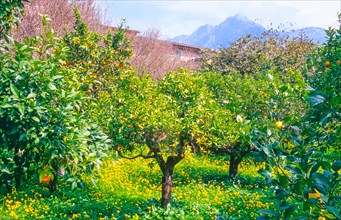 Orange trees (Citrus x sinensis L.) with ripe oranges loaded with fruit in a rural garden,