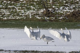 Tundra swans (Cygnus bewickii), landing, Emsland, Lower Saxony, Germany, Europe