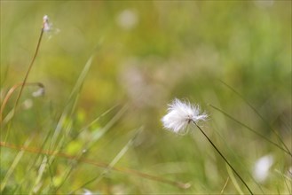 Hare's-tail cottongrass (Eriophorum vaginatum), landscape, nature photograph, close-up, summer,