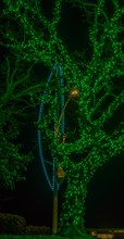 Night photo of tree covered with tiny green Christmas lights in South Korea