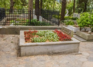 Beautiful red and white flowers growing on grave inside Asiyan cemetery in Istanbul, Tuerkiye