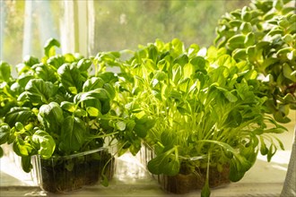 Boxes with microgreen sprouts of lettuce and basil on white windowsill. Daylight, natural sunlight.