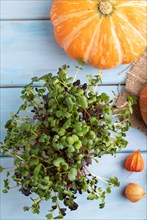 Microgreen sprouts of radish with pumpkin on blue wooden background. Top view, flat lay, close up