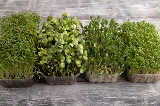 Set of boxes with microgreen sprouts of green pea, cilantro, sunflower, watercress on gray wooden
