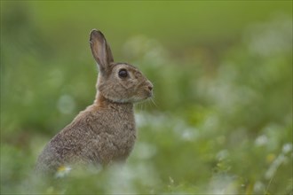 Rabbit (Oryctolagus cuniculus) adult animal in a summer meadow, Nofolk, England, United Kingdom,
