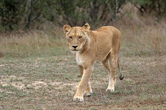Lion (Panthera leo), adult, female, running, Sabi Sand Game Reserve, Kruger National Park, Kruger