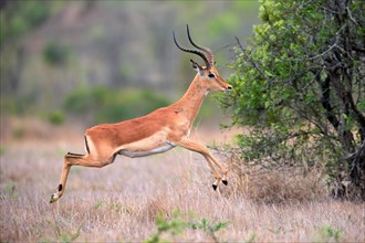 Black Heeler Antelope, (Aepyceros melampus), adult, male, jumping, Sabi Sand Game Reserve, Kruger