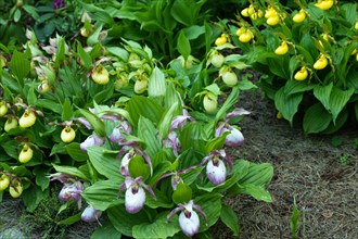 Beautiful orchid flowers of yellow and pink color with green leaves in the garden. Lady's-slipper