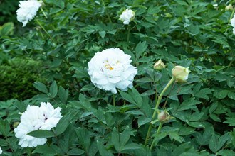Beautiful peony flowers of white color with green leaves in the garden