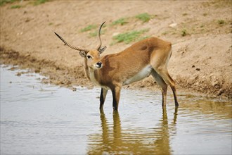 Southern lechwe (Kobus leche) in a waterhole in the dessert, captive, distribution Africa