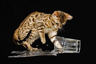 Bengal cat empties drinking glass