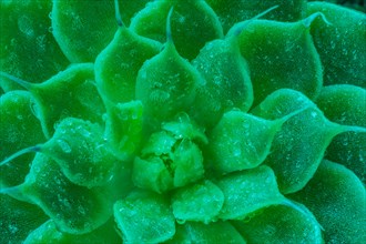 Macro of succulent cactus belonging to the family of Crassulaceae photographed through green filter