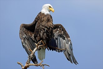 Bald eagle, USA, North America