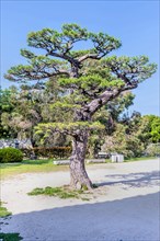 Large evergreen tree in dirt field in Japanese park in Hiroshima, Japan, Asia