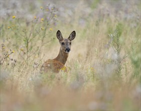 European roe deer (Capreolus capreolus), doe standing in a meadow and looking attentively,