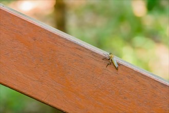 Closeup of Long-legged fly, Dolichopodidalarge flying insect on a brown wooden handrail with soft