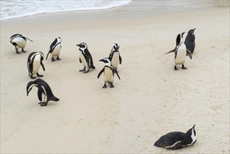 African penguins (Spheniscus demersus), Boulders Beach, Simon's Town, Western Cape, Republic of