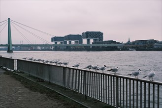 Seagulls (Larinae) on the Rhine, behind them the crane houses, Cologne, Germany, Europe