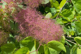Close-up of pink flowers with a background of green leaves, Flowering wig bush (Cotinus coggygria),
