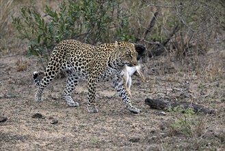 Leopard (Panthera pardus), adult, carrying prey, running, Sabi Sand Game Reserve, Kruger NP, Kruger
