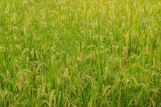 Green rice background, fields in countryside, Ubud, Bali, Indonesia, green grass. Travel, tropical,