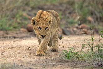 Lion (Panthera leo), young, stalking, alert, Sabi Sand Game Reserve, Kruger National Park, Kruger