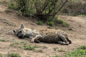 Spotted hyena (Crocuta crocuta), adult, lying, resting, Sabi Sand Game Reserve, Kruger National