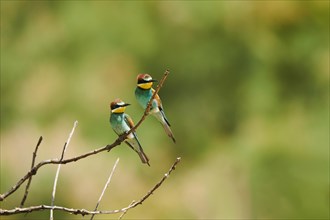 European bee-eaters (Merops apiaster) sitting on a branch, France, Europe