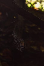 Spider web in sunlight, close-up, Neubeuern, Bavaria, Germany, Europe