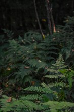 Fern (Polypodiopsida) in a dark forest, Bavaria, Germany, Europe