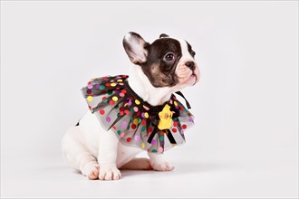 Tan pied French Bulldog dog puppy with cute colorful lace collar sitting in front of white