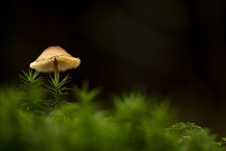 Mushroom on moss in front of a dark background, Mindelheim, Unterallgaeu, Bavaria, Germany, Europe