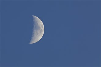 Waxing moon (Luna) in the early evening under a blue sky, Wilnsdorf, North Rhine-Westphalia,