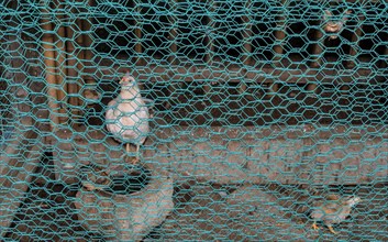 White hen and her chick in pen of wood green wire mesh in South Korea