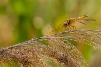 Extreme closeup of golden colored dragonfly perched on a stalk of winter wheat with blurred